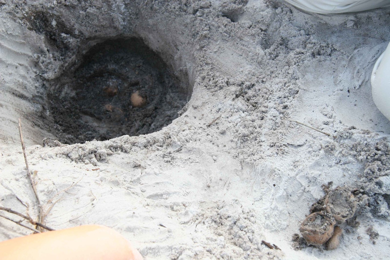 Hot Females, Cool Males: The Temperature Patterns (image credits: wikimedia)