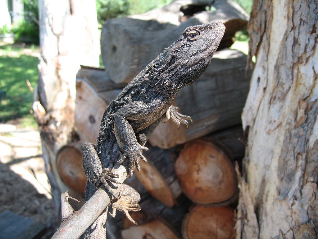 When Chromosomes Meet Their Match: The Bearded Dragon Revolution (image credits: flickr)