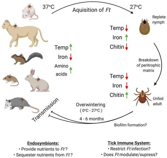 The Molecular Mystery: How Temperature Talks to Genes (image credits: wikimedia)