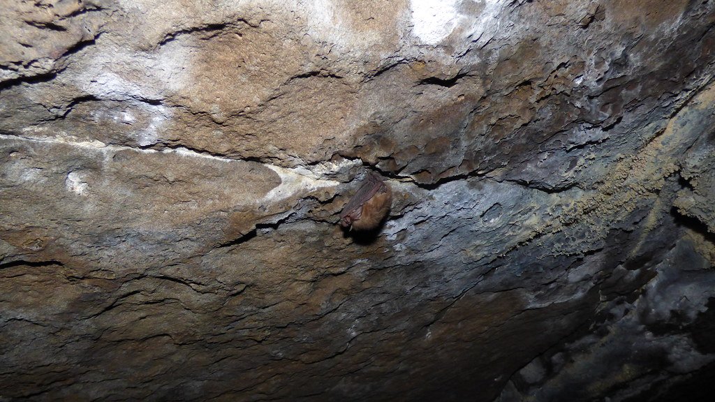 Underground Wildlife Refuges (image credits: flickr)