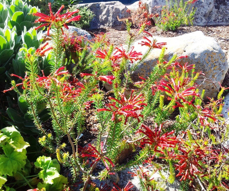 The Collector's Curse: Loving Plants to Death (image credits: wikimedia)