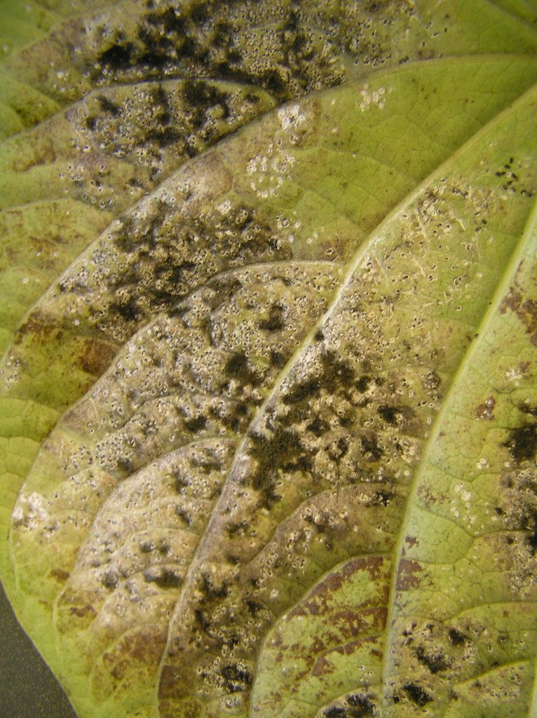 The Sticky Nightmare: Honeydew and Sooty Mold (image credits: flickr)