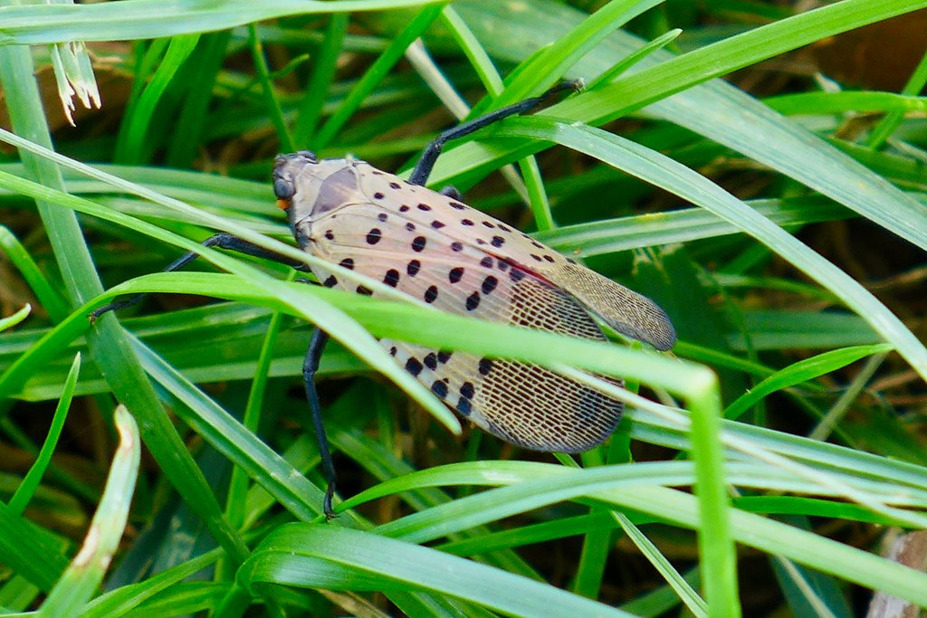 The Search for Heroes: Natural Predators to the Rescue (image credits: flickr)
