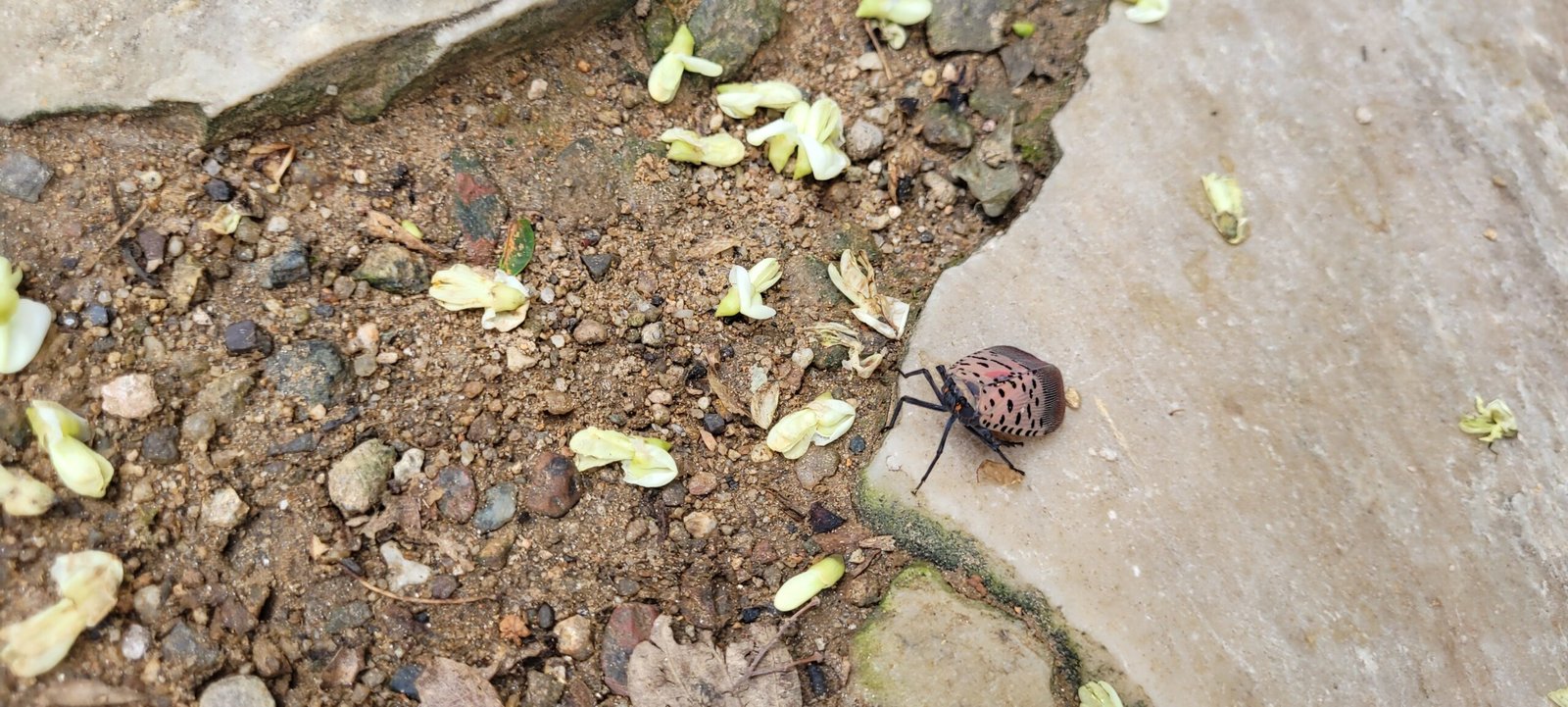 Spiders, Birds, and Bugs: An Unlikely Army (image credits: wikimedia)