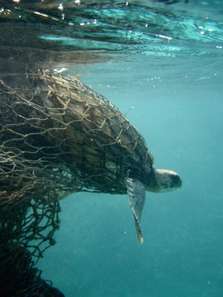 The Entanglement Trap: When Plastic Becomes a Prison