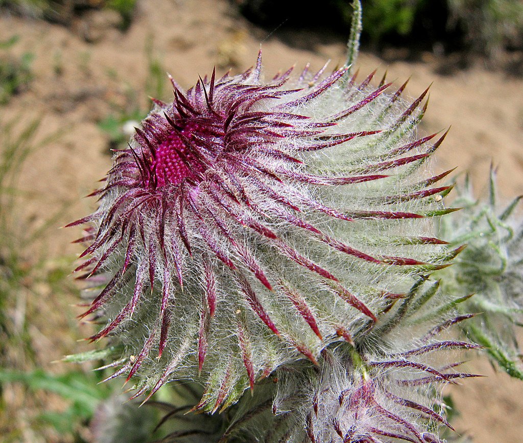 The Underground Empire: Canada Thistle's Secret Root Network (image credits: flickr)