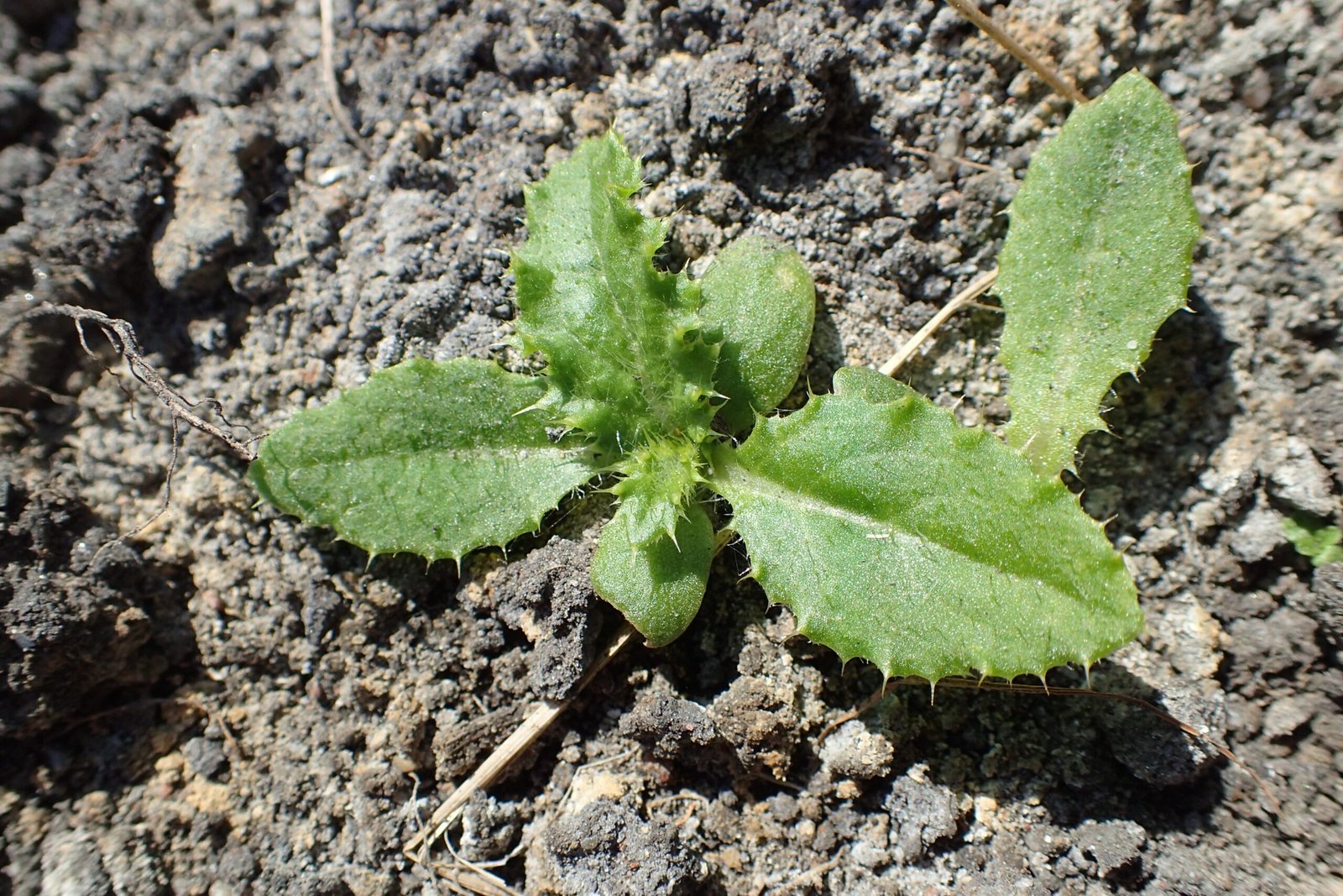 The Regeneration Phenomenon: How Tiny Root Fragments Become New Invasions (image credits: wikimedia)