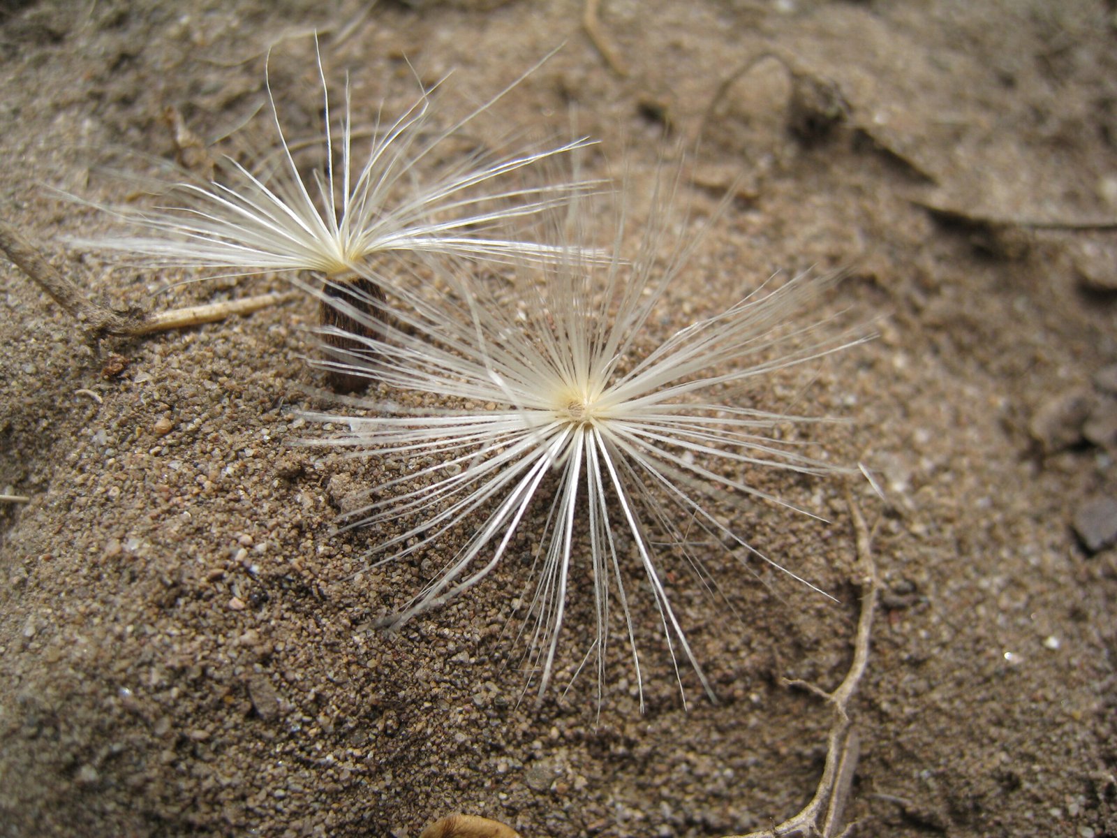 The Seed Factory: Canada Thistle's Reproductive Powerhouse (image credits: wikimedia)
