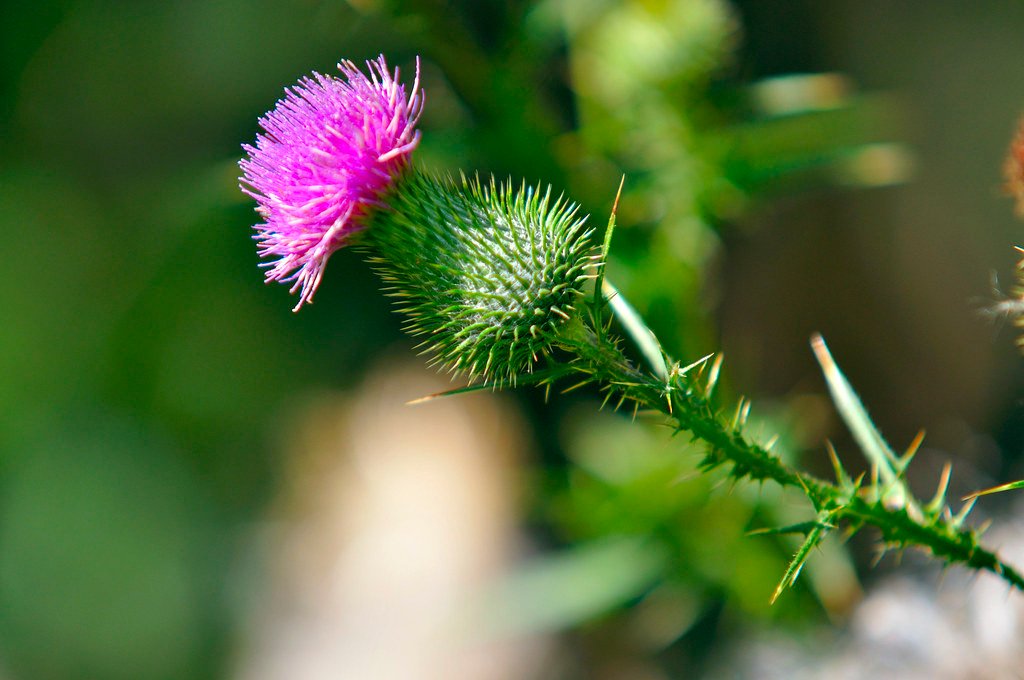 The Economics of Invasion: Canada Thistle's Multi-Billion Dollar Impact (image credits: flickr)