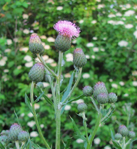 The Gender Wars: Male and Female Plants in Separate Armies (image credits: flickr)