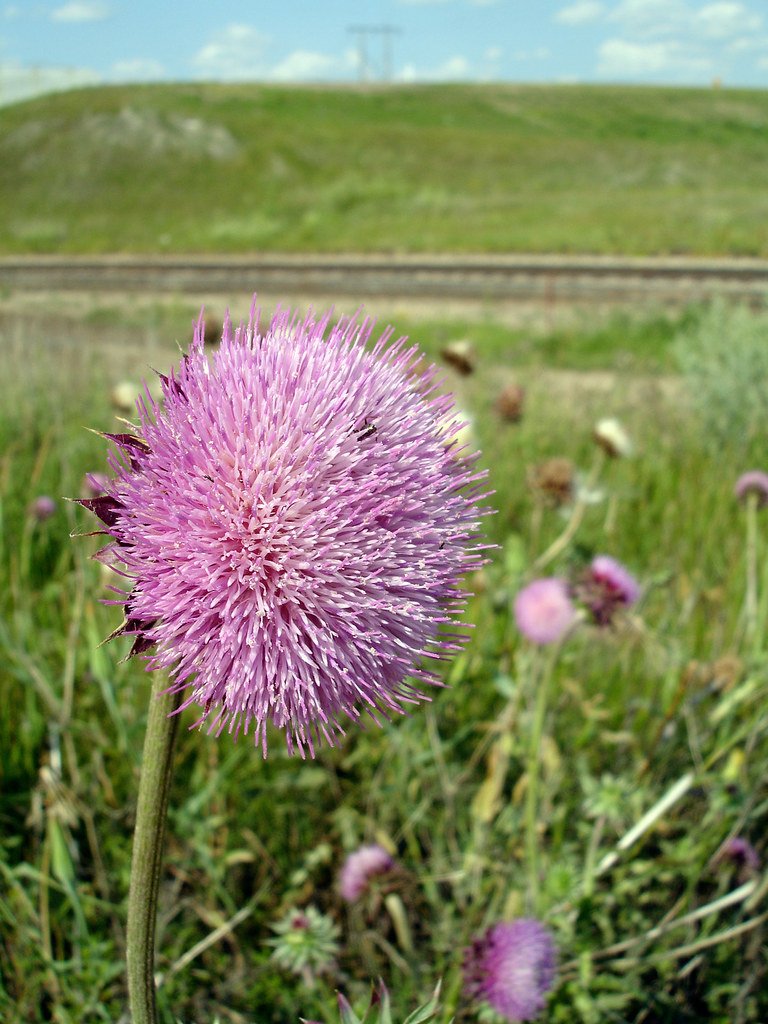 The Ecosystem Demolition Crew: How Canada Thistle Destroys Biodiversity (image credits: flickr)