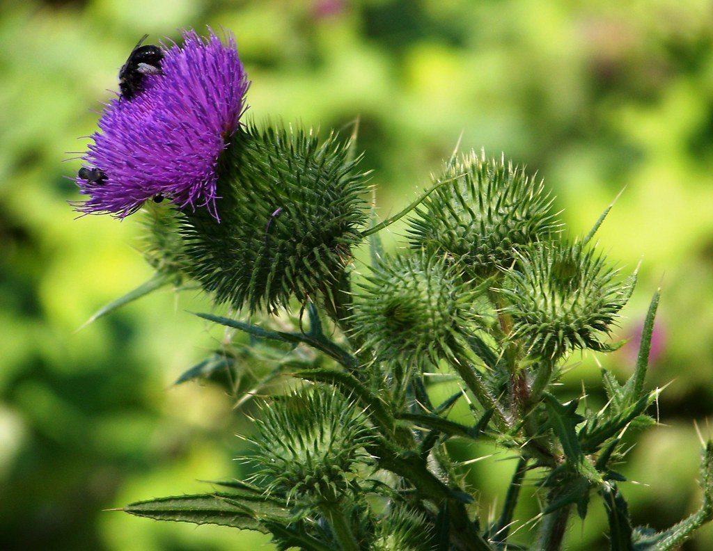 The Timing Game: When Canada Thistle Is Most Vulnerable (image credits: flickr)