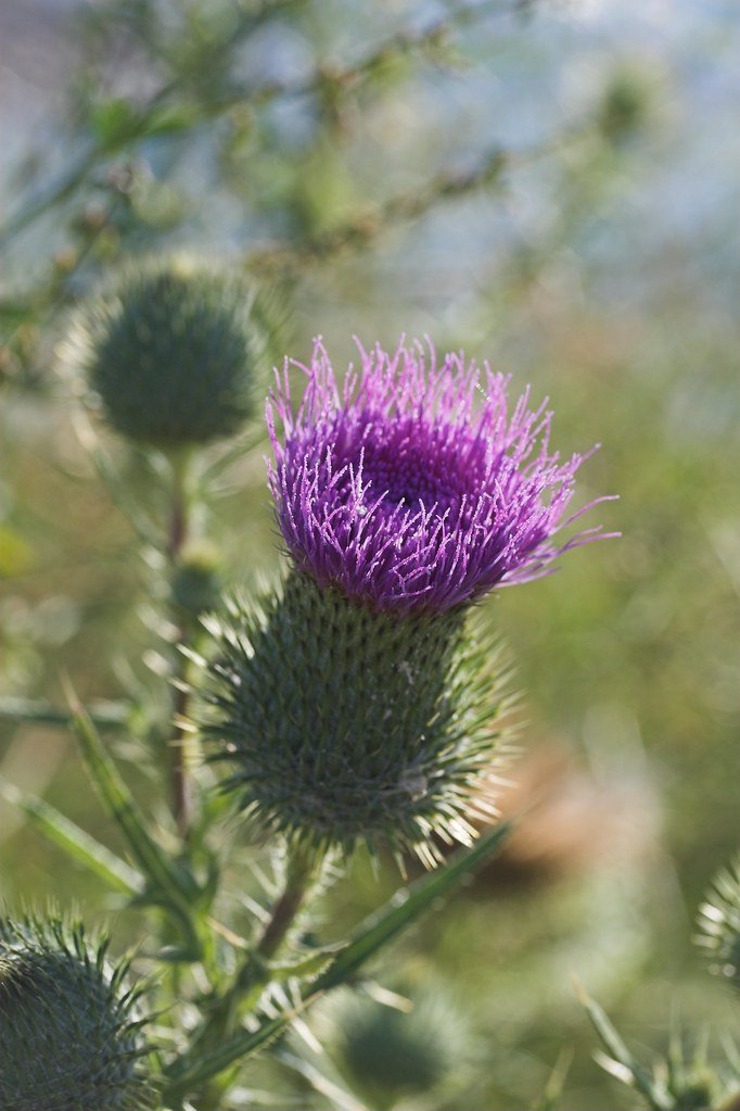 Canada Thistle: The Spiky Invasion Creeping Through the Midwest