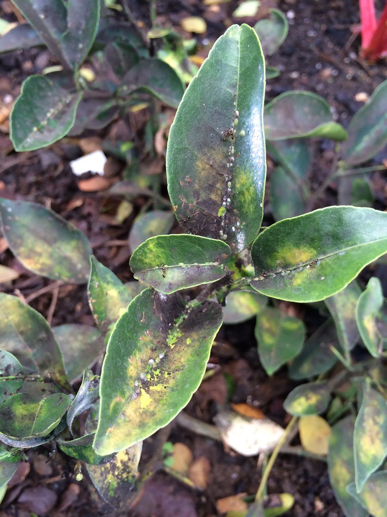 Climate Change: The Scale Insect's Best Friend (image credits: flickr)