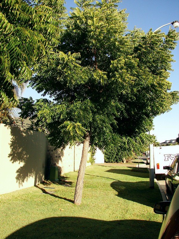 The Chemical Warfare Dilemma