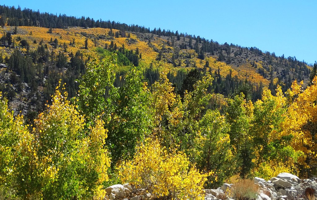 Mother Trees: The Forest's Central Command Centers (image credits: flickr)