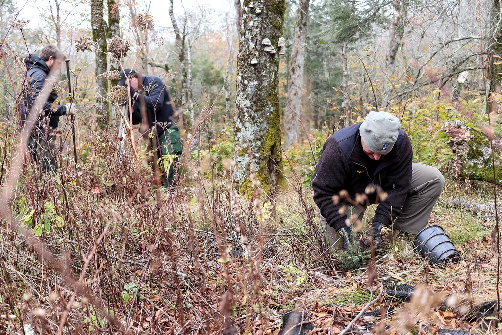 The Billion-Year Partnership That Created Modern Forests (image credits: flickr)