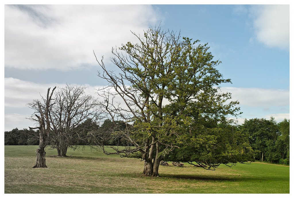 Why Some Trees Can "Scream" When They're Stressed — and How Scientists Are Listening