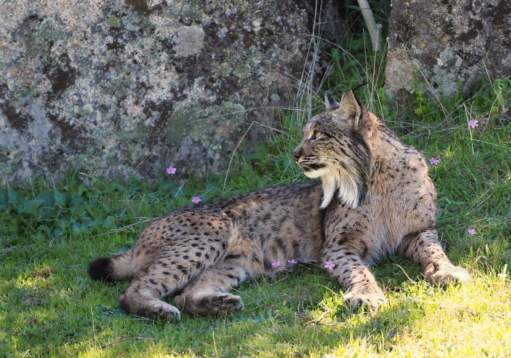 Spain’s Lynx Comeback: The Quiet Success of Andalusia’s Wildlife Reserve