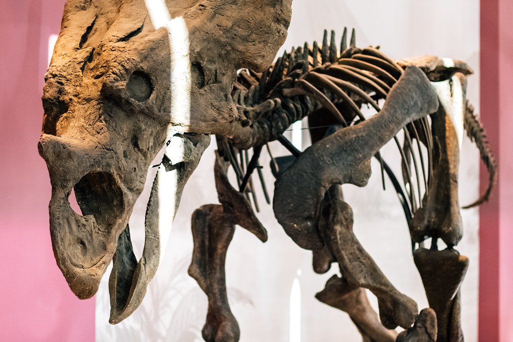 Bynum's Baby Dinosaur Sanctuary (image credits: flickr)