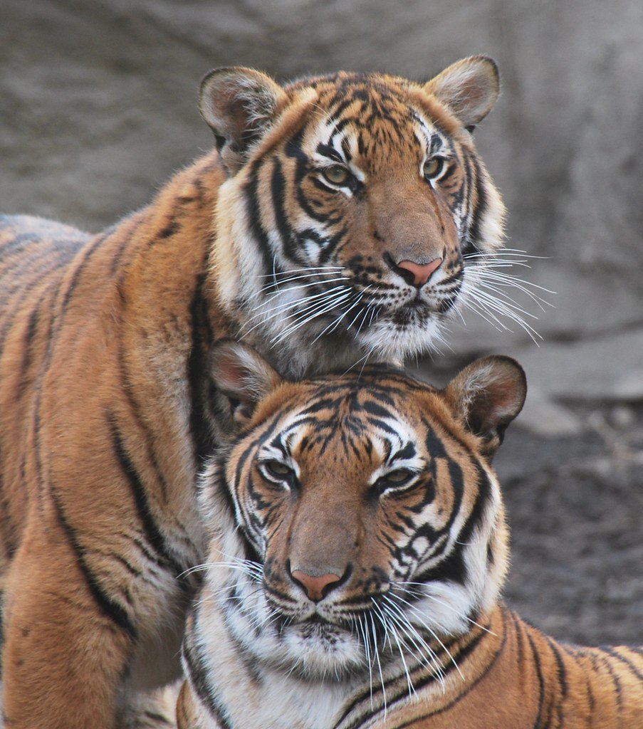 The Ecosystem Engineers (image credits: flickr)