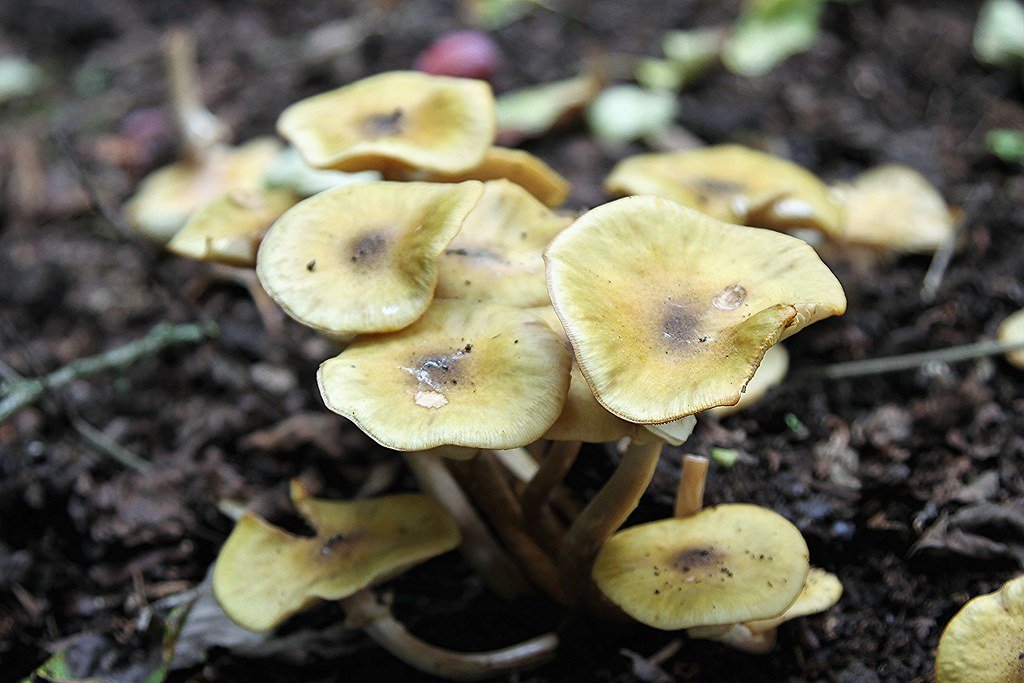 The Hidden Giants of the Forest Floor (image credits: flickr)