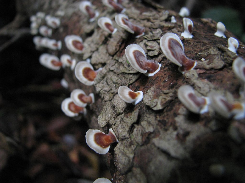 Borneo's Fungal Treasure Trove (image credits: wikimedia)