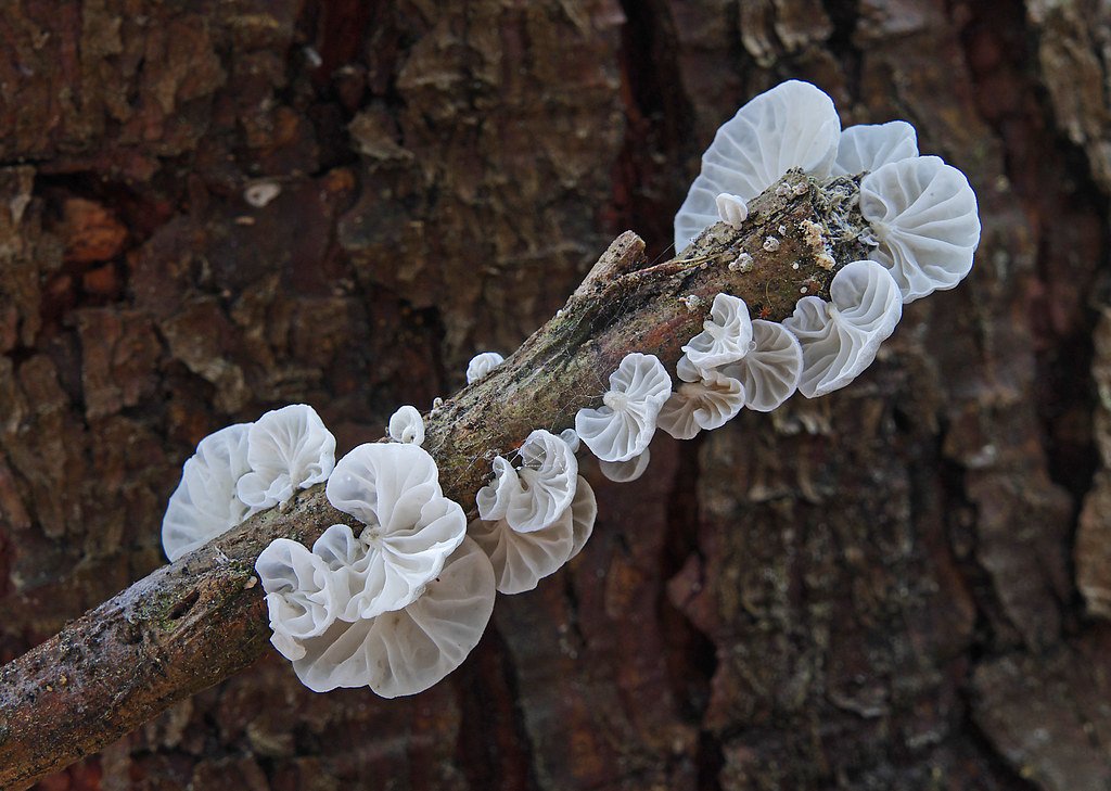 Cord-Forming Fungi: Nature's Logistic Specialists (image credits: flickr)
