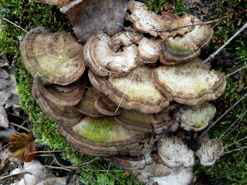 Fungal Succession: Nature's Restoration Timeline (image credits: flickr)