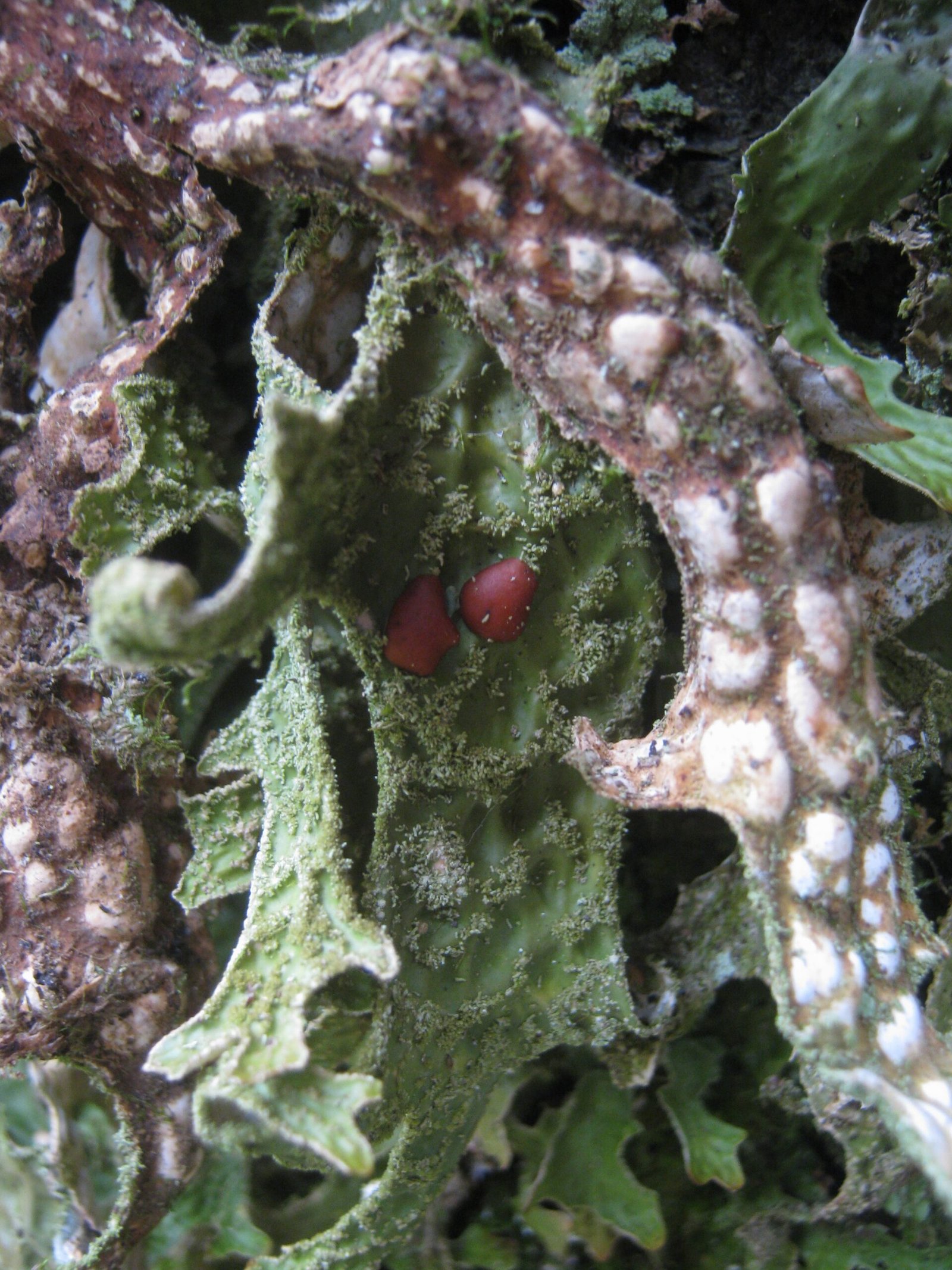 The Molecular Revolution in Fungal Research (image credits: wikimedia)