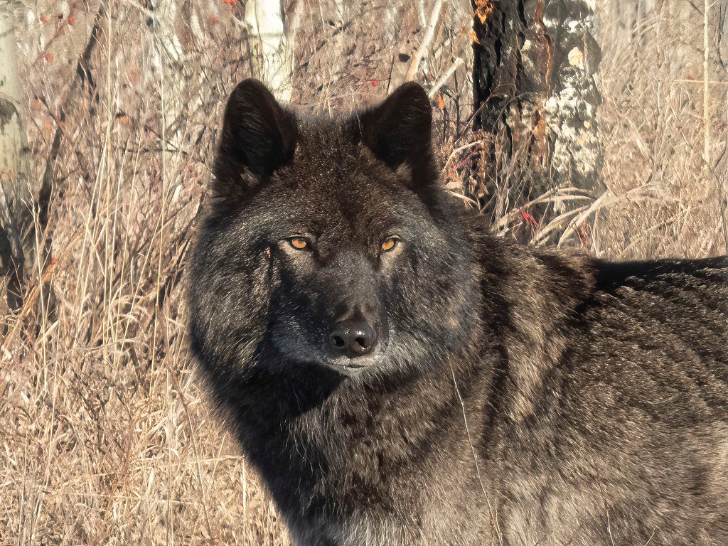 Protected Sanctuary Success Story (image credits: flickr)