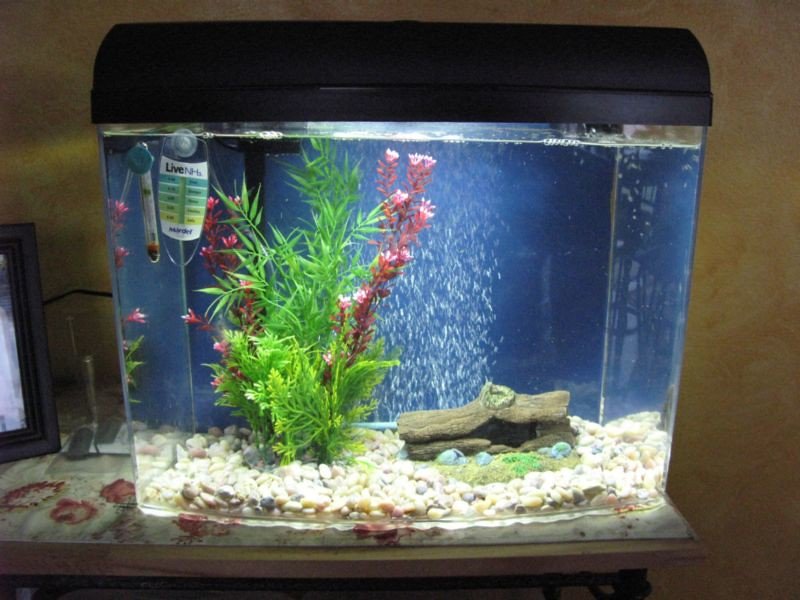 Recovery Time: Your Tank's Healing Process (image credits: flickr)