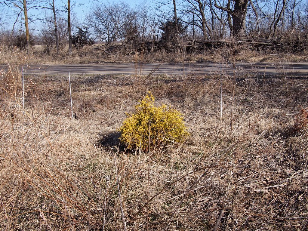 The Speed of Slow: Growth Rates in Extreme Conditions (image credits: flickr)