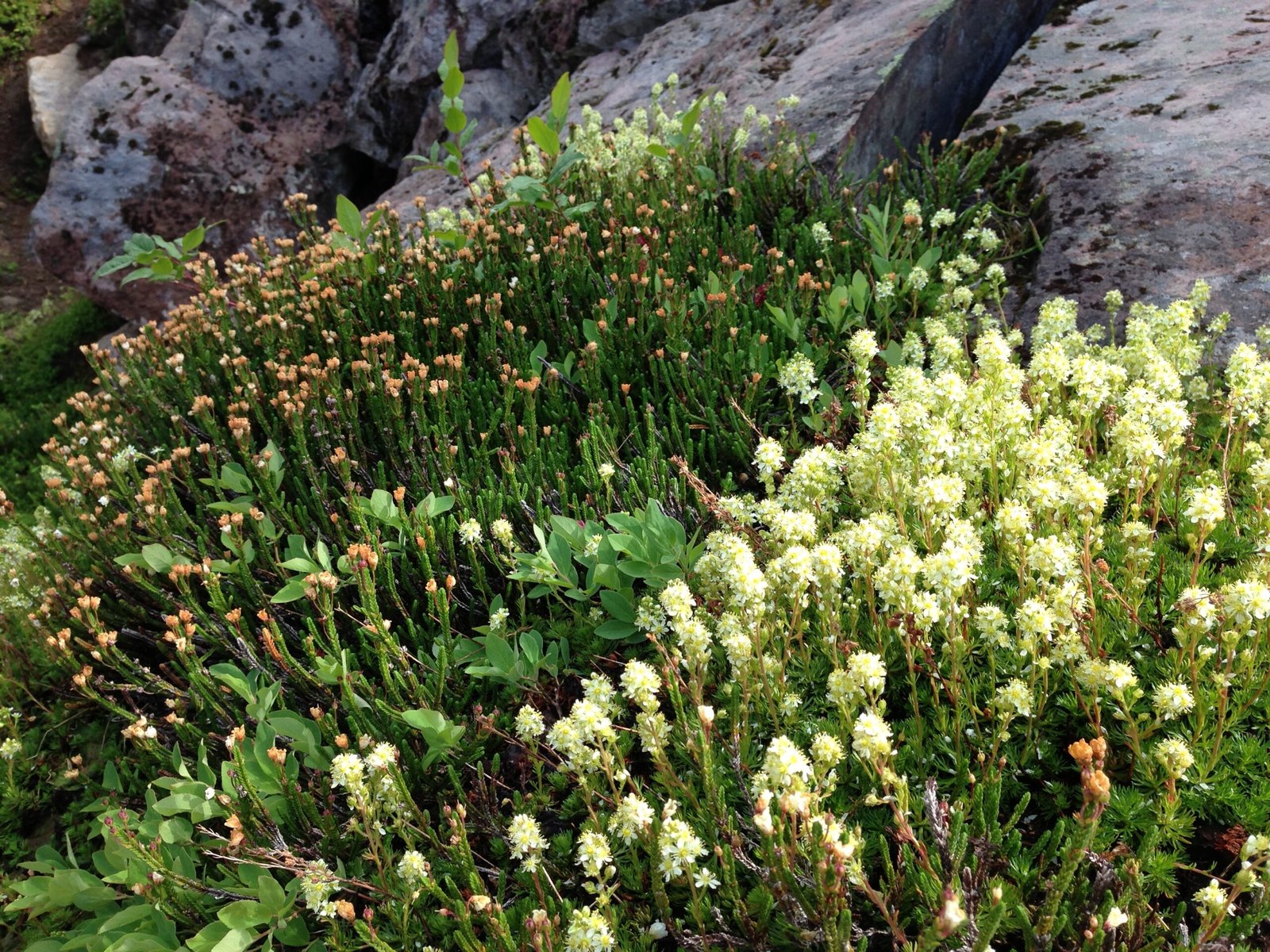 The Genetic Secrets of Extreme Survival (image credits: wikimedia)