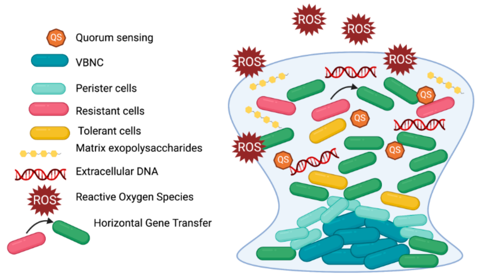 The Secret World of Biofilms (image credits: wikimedia)