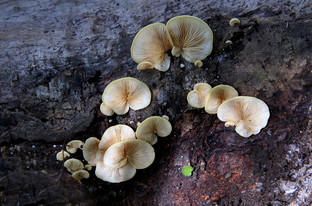 Fungi: The Decomposers (image credits: flickr)