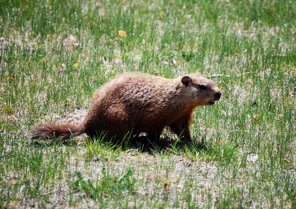Why Urban Parks Are Biodiversity Goldmines Waiting to Happen (image credits: flickr)