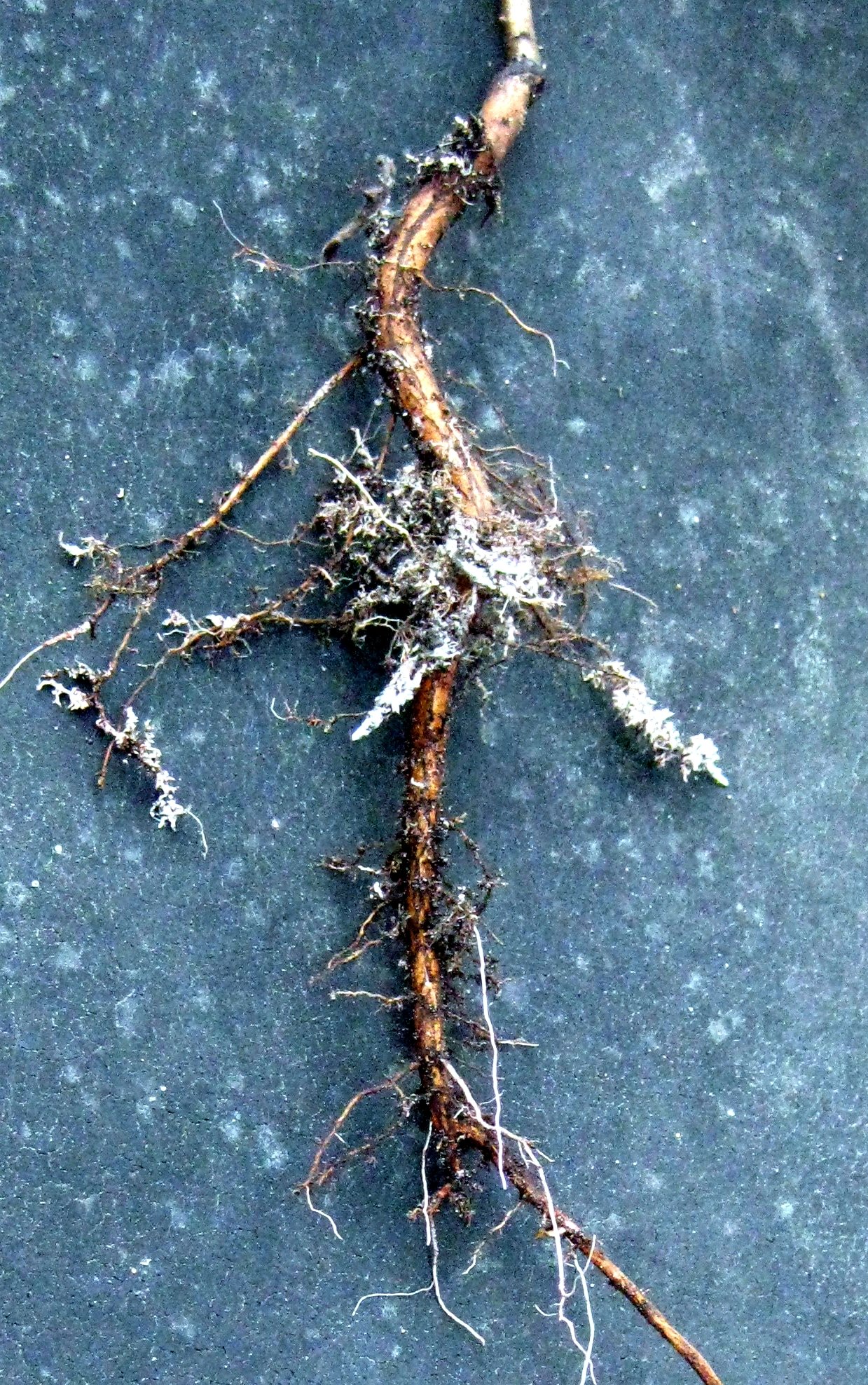 Meet the Two Main Types of Fungal Networks (image credits: wikimedia)