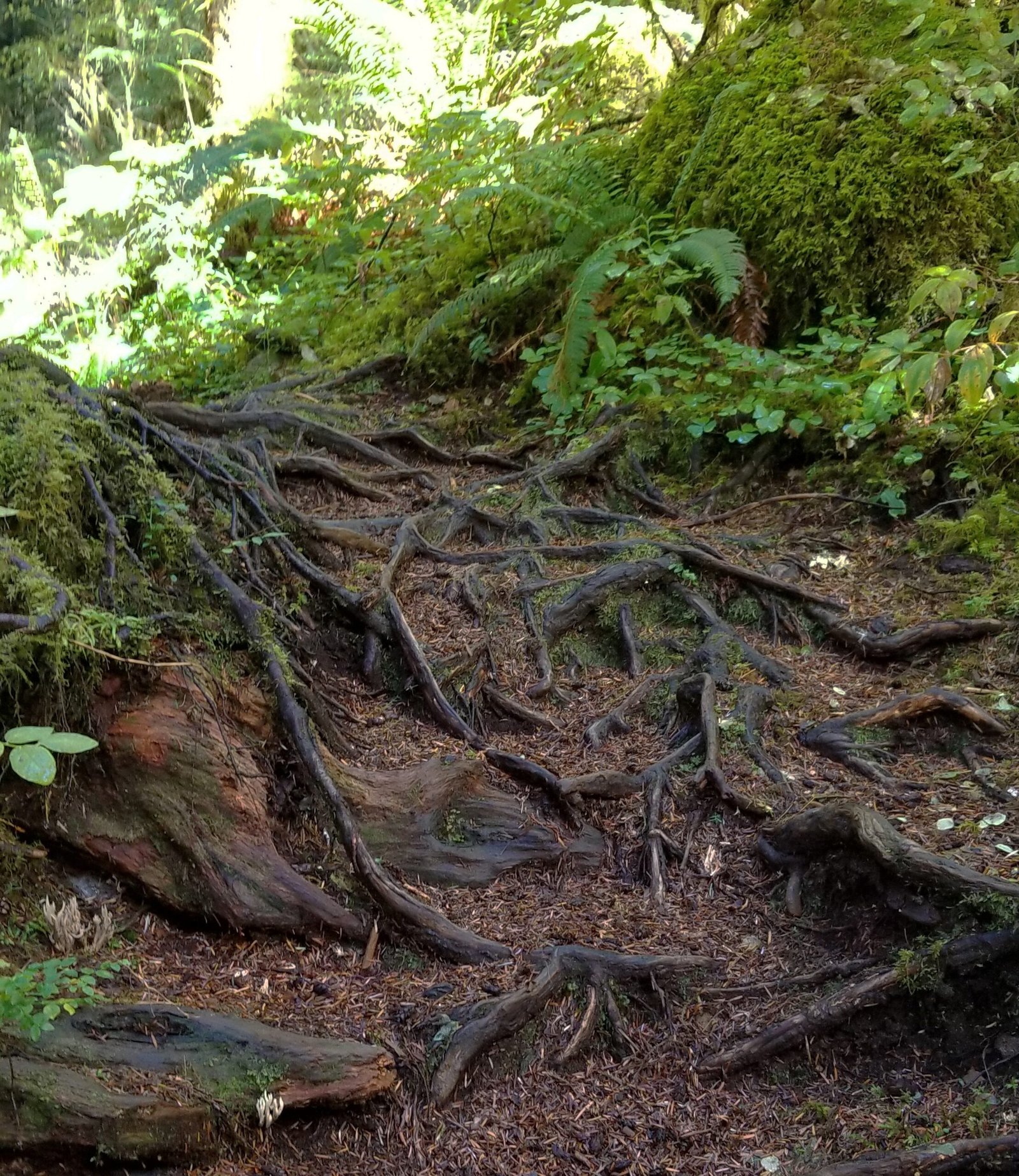 Family Recognition in the Forest (image credits: wikimedia)