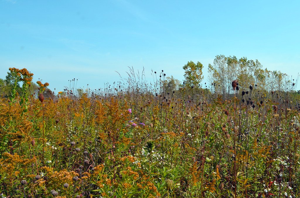 The Pollinator Highway Project (image credits: flickr)