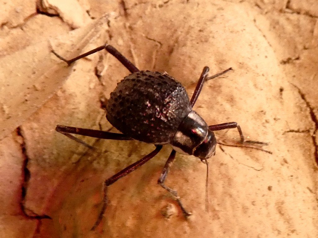 The Beetle That Inspired Plant Evolution (image credits: flickr)