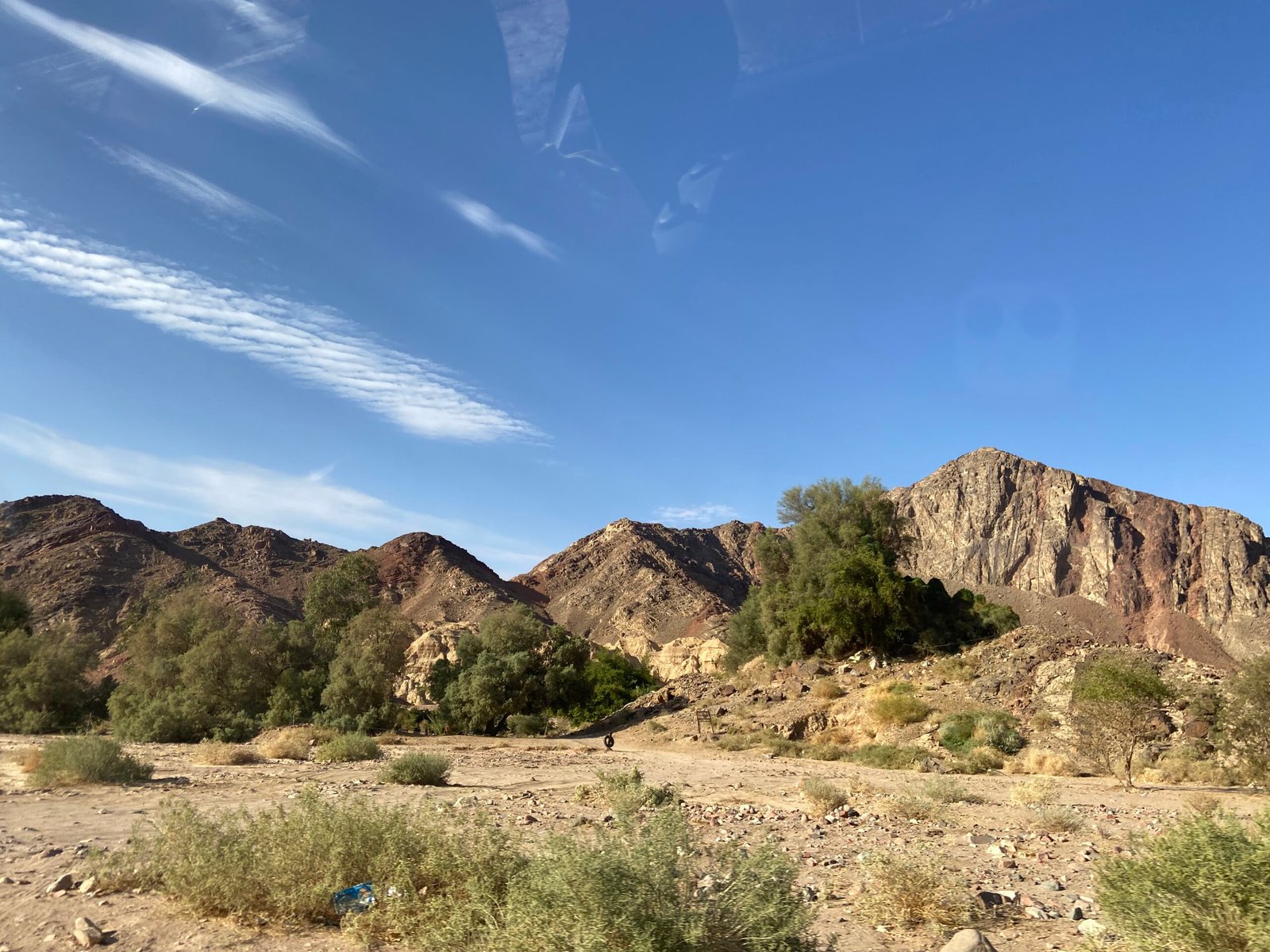 Symbiotic Relationships in Harsh Environments (image credits: wikimedia)