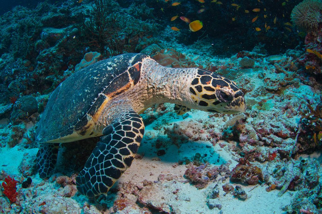 Hawksbill Sea Turtles: Ancient Mariners in Modern Peril (image credits: flickr)