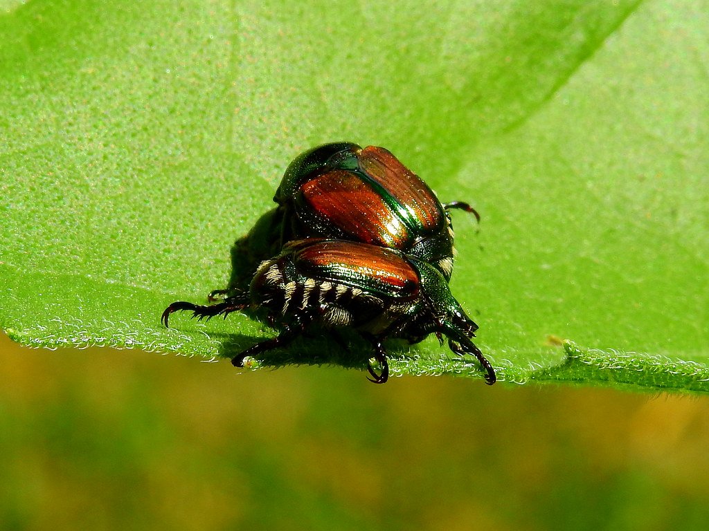 Chemical Warfare in Your Backyard (image credits: flickr)