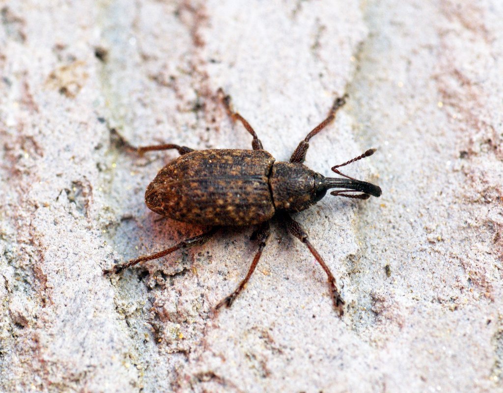 Why Beetle Traps Make Everything Worse (image credits: flickr)