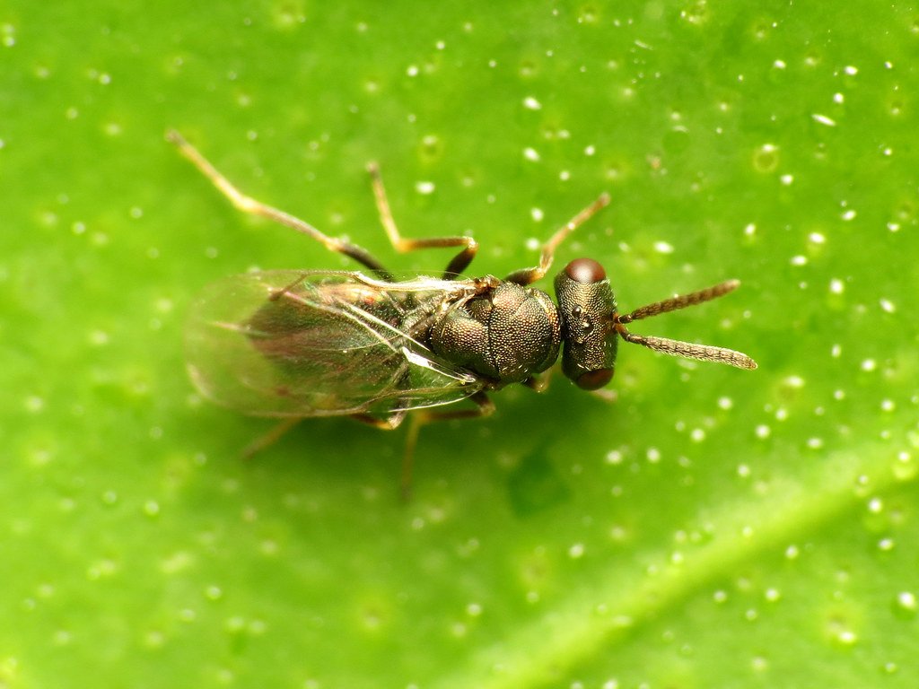 Natural Predators That Disappeared (image credits: flickr)