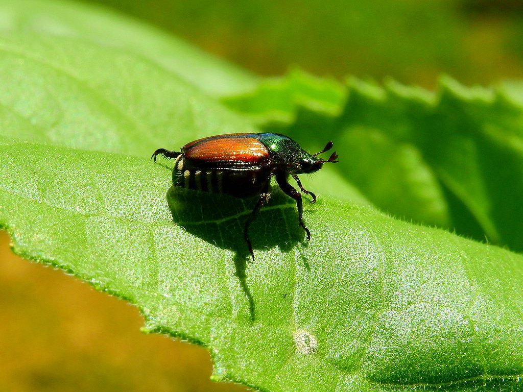 Climate Change and Future Invasions (image credits: flickr)