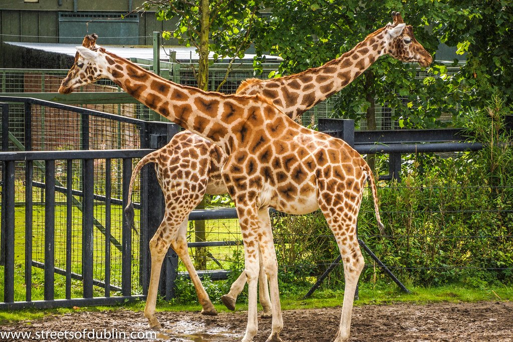 Conservation Success Stories: Hope on the Horizon (image credits: flickr)