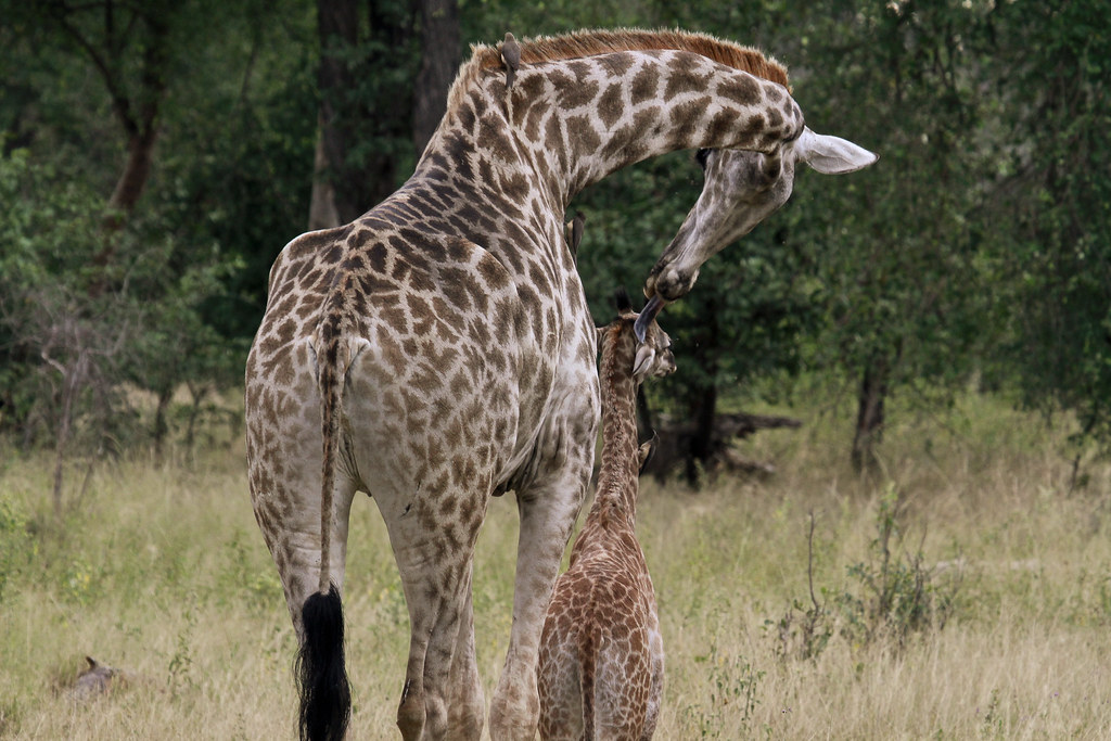 The Mother-Calf Connection Through Hums (image credits: flickr)