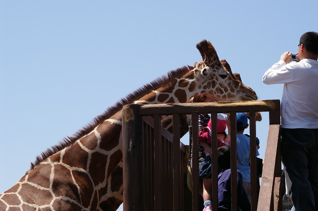 Comparing Giraffe Communication to Other Animals (image credits: flickr)